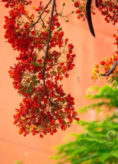 我腌制的芥菜为什么会烂?-最有趣的机智问答网页